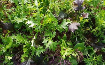 mesclun asiatique3